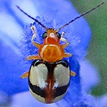 Monolepta crustata